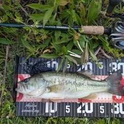 ラージマウスバス