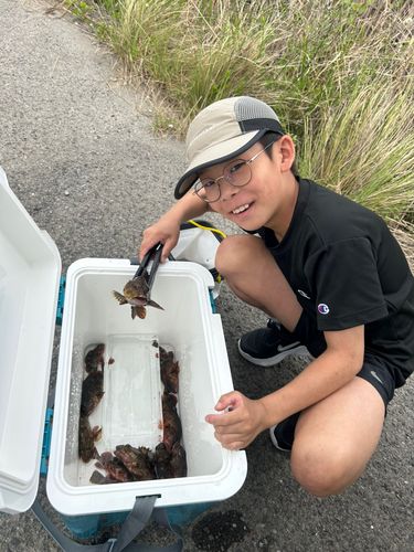 アラカブの釣果