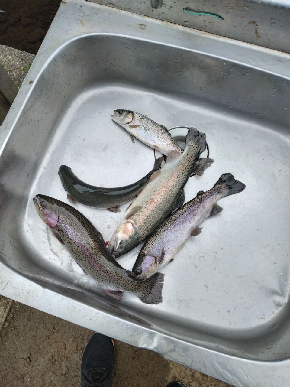 レインボートラウト