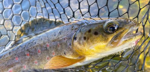 ブラウントラウトの釣果