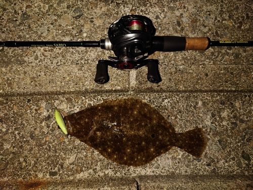 ヒラメの釣果