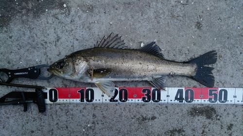 シーバスの釣果