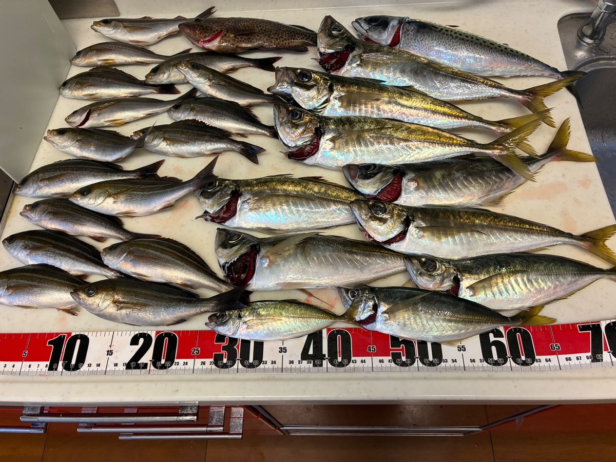 izuさんの釣果 1枚目の画像