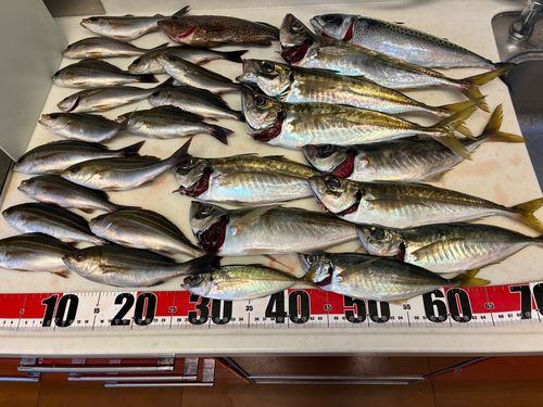 アジの釣果