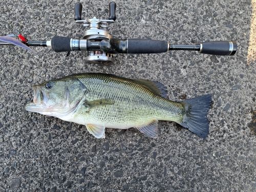 ラージマウスバスの釣果