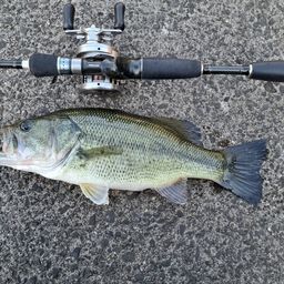 ラージマウスバス