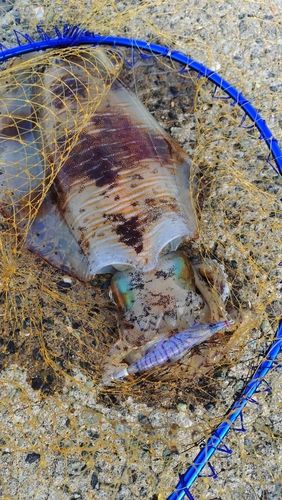 アオリイカの釣果