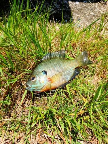 ブルーギルの釣果