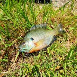 ブルーギル