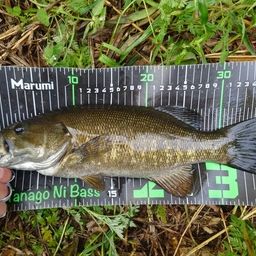 スモールマウスバス