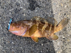 アコウの釣果