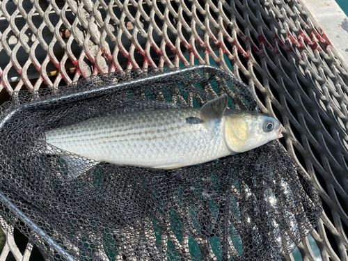 ボラの釣果