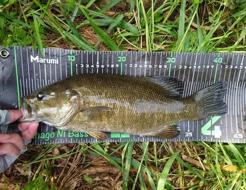 スモールマウスバスの釣果