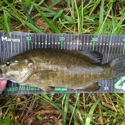 スモールマウスバス