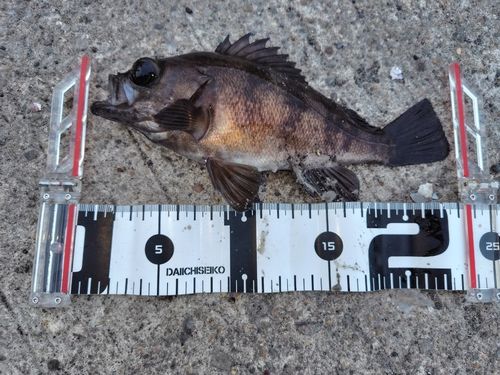 メバルの釣果