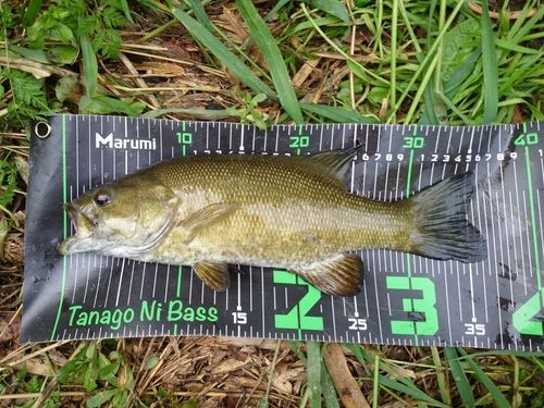スモールマウスバスの釣果