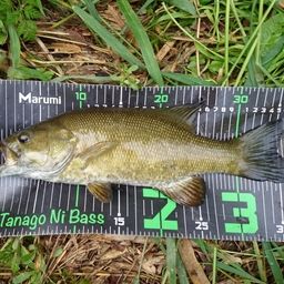 スモールマウスバス