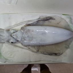 アオリイカ