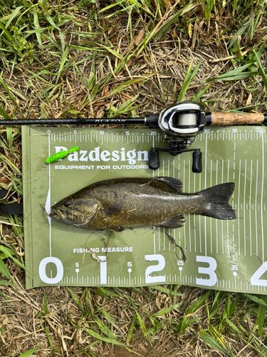 スモールマウスバスの釣果