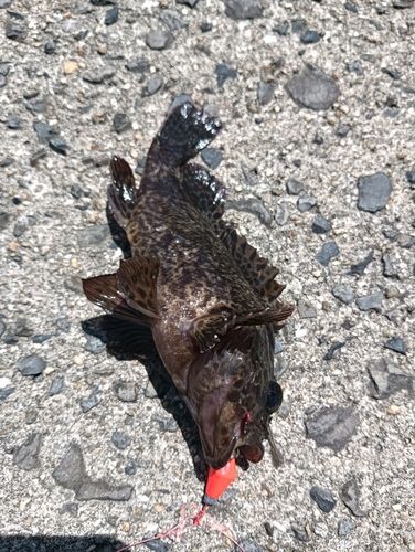 メバルの釣果