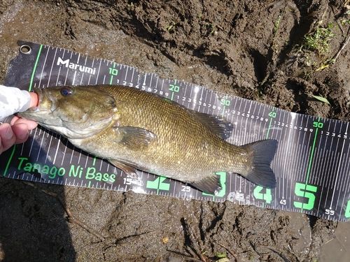 スモールマウスバスの釣果