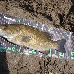 スモールマウスバス