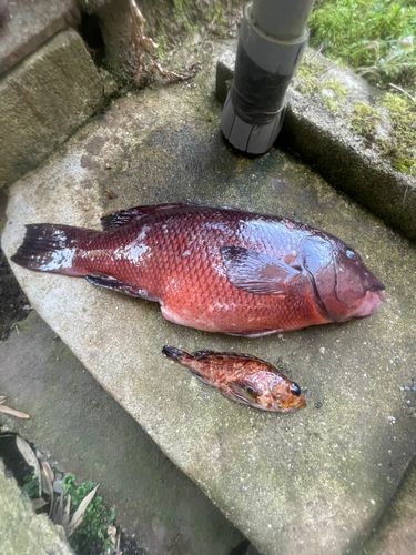 コブダイの釣果