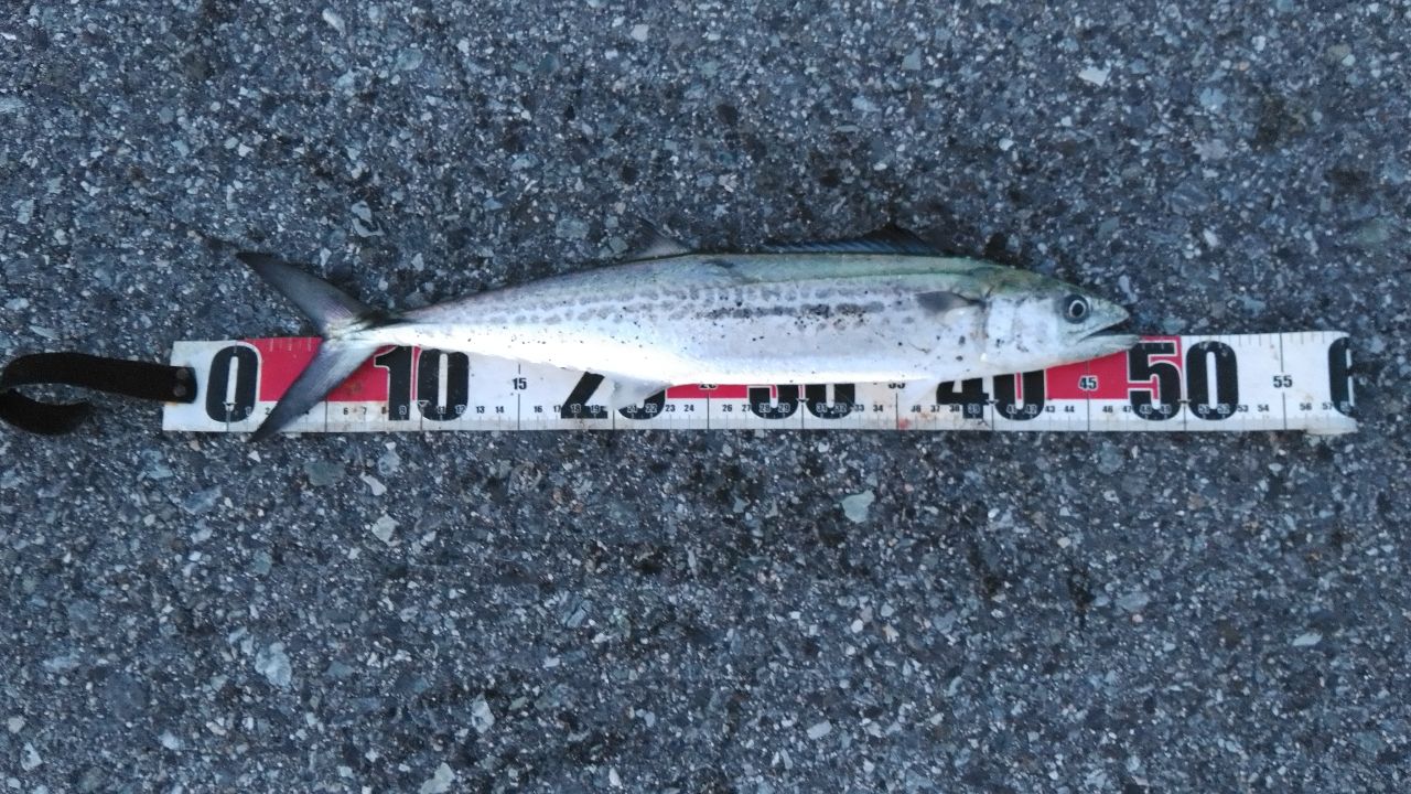 DAIWA オーバーゼア100MHH ダイワ オーバーゼア 100MHH (ロッド・釣竿) 価格比較 - 価格.com