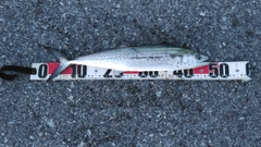 サゴシの釣果