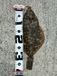 マコガレイの釣果