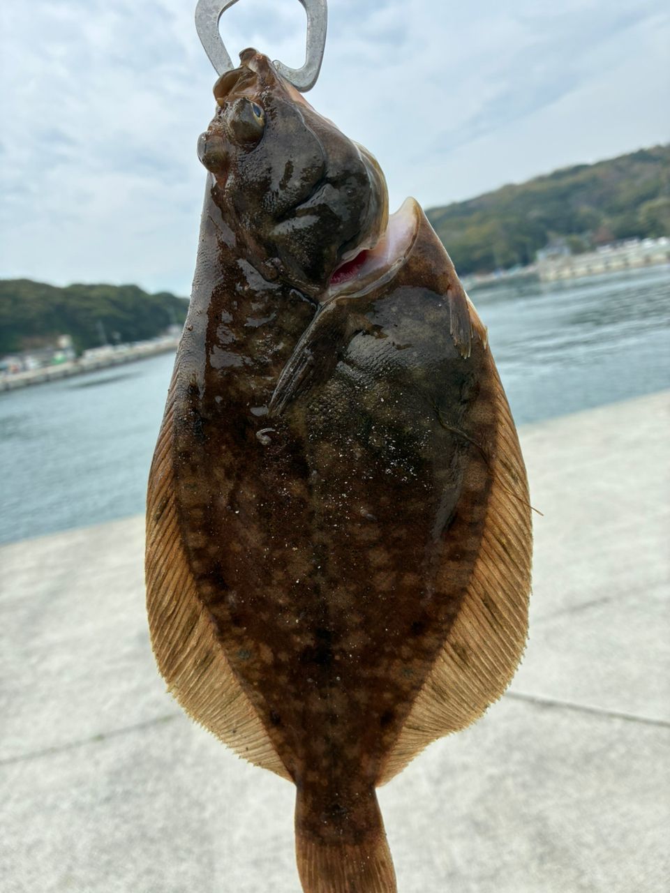 マコガレイ