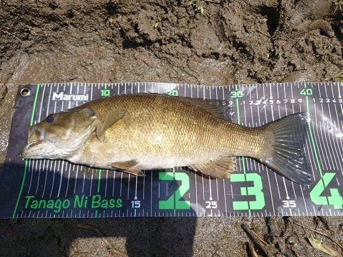 スモールマウスバスの釣果