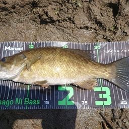 スモールマウスバス