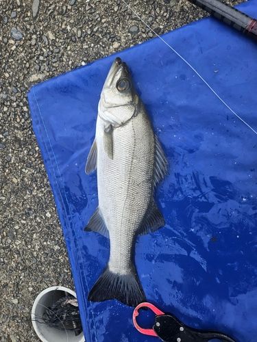 ハクラ（ヒラスズキ）の釣果