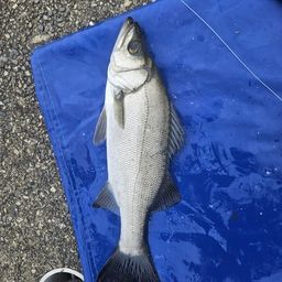 ハクラ（ヒラスズキ）