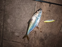 コノシロの釣果