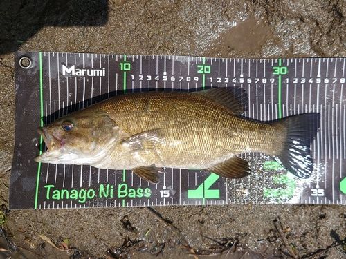 スモールマウスバスの釣果