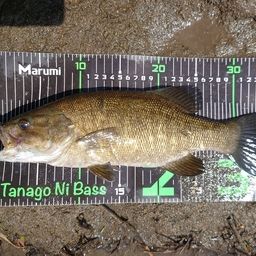 スモールマウスバス