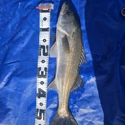 ハクラ（ヒラスズキ）