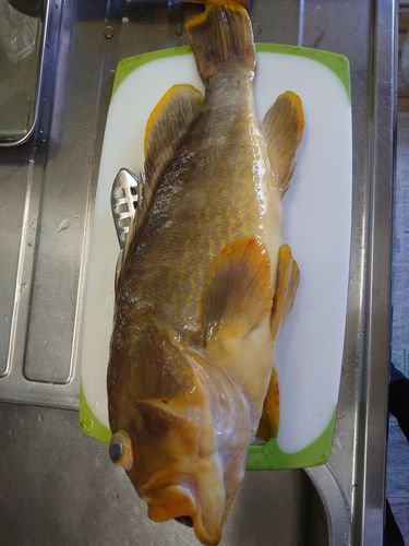 アオハタの釣果