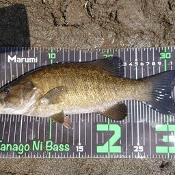 スモールマウスバス