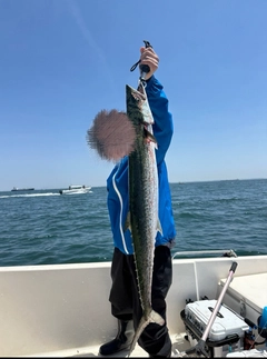 サワラの釣果