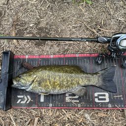 スモールマウスバス