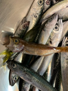 サバの釣果