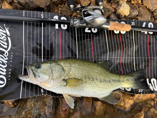ブラックバスの釣果