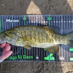 スモールマウスバス