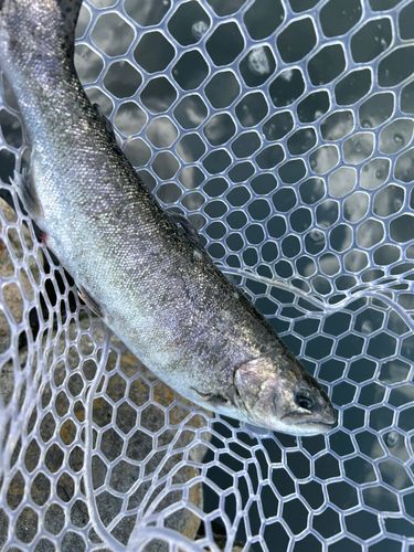 ニジマスの釣果