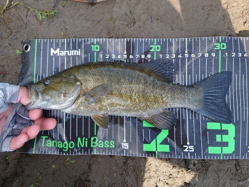 スモールマウスバスの釣果