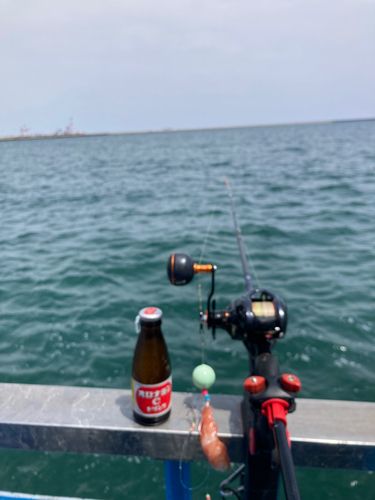 ショウサイフグの釣果