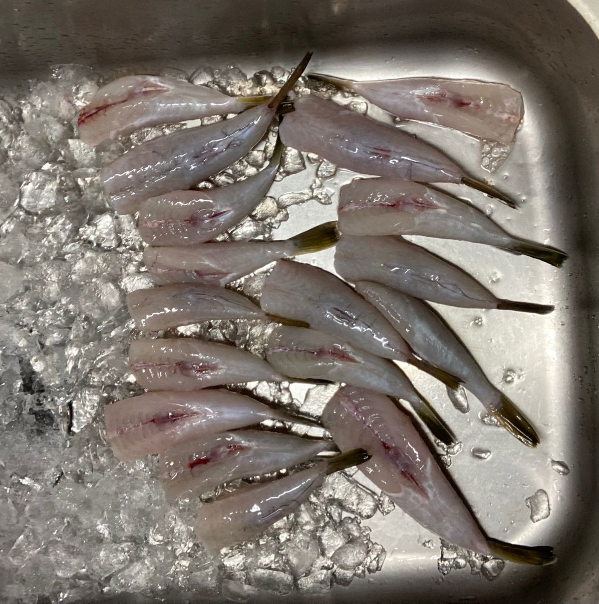 アングラー99984426うっかりカサゴさんの釣果 2枚目の画像